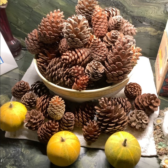 Pinecones From My Farm Organic All Sizes - Picture 4 of 7